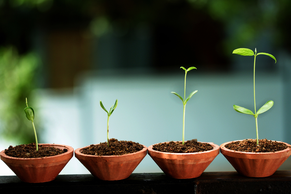 growth progression in pots Innolect, Inc.