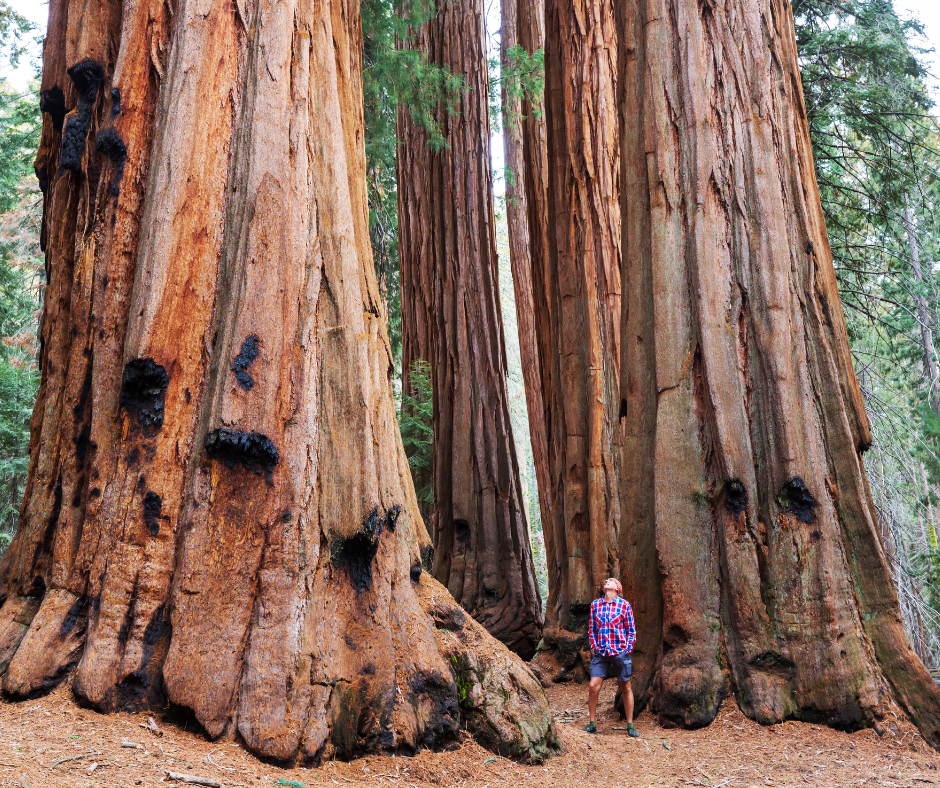 Giant Sequoia Leadership Lessons